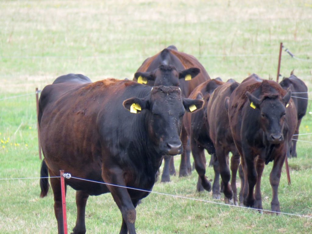 Herde von Wagyu-Rindern bei Havel-Wagyu